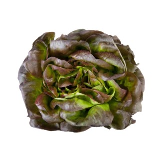 Salade Rougette