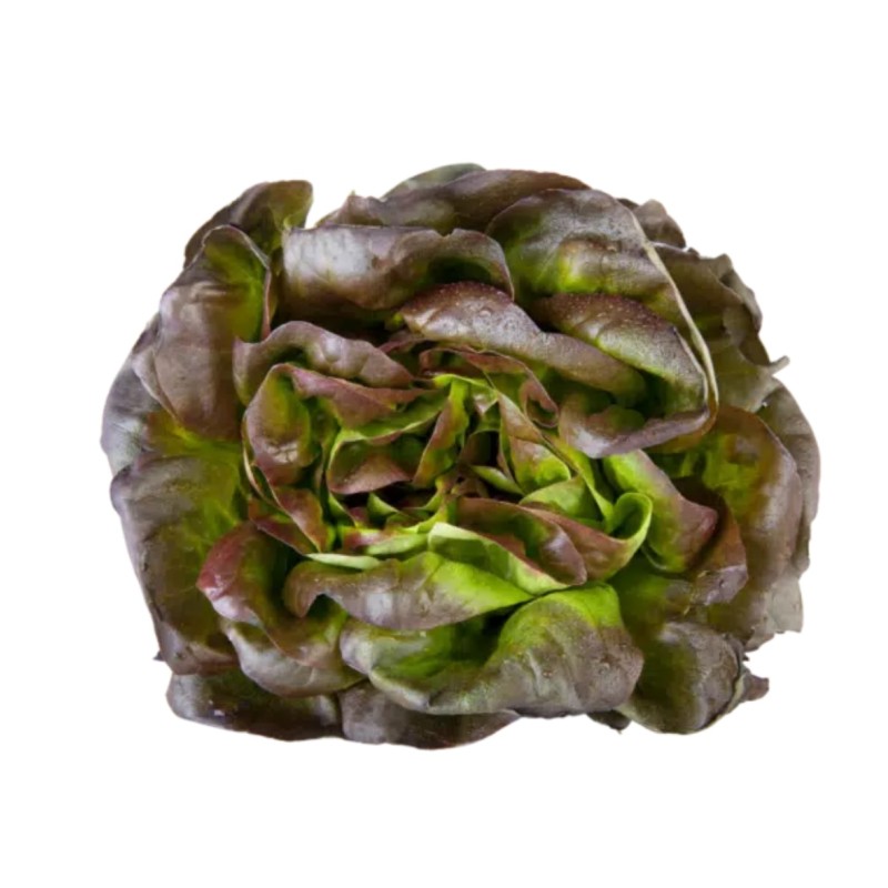 Salade Rougette