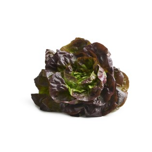 Salade Laitue Rouge