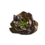 Salade Laitue Rouge