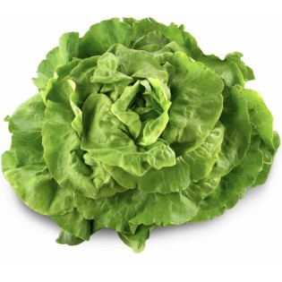 Salade Laitue Verte