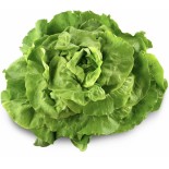 Salade Laitue Verte