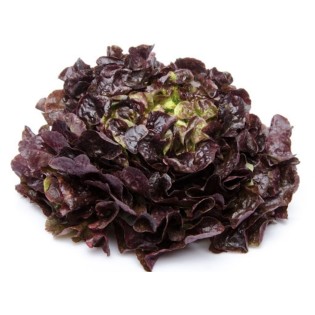 Salade feuille de cheine Rouge