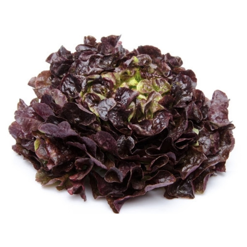 Salade feuille de cheine Rouge
