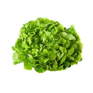 Salade Feuille de chêne verte