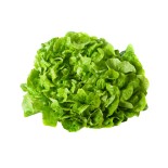 Salade Feuille de chêne verte