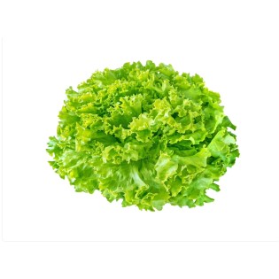 Salade Batavia