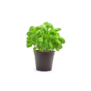 Basilic Pot