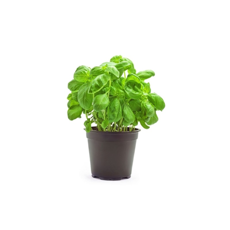 Basilic Pot