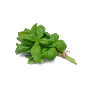 Basilic