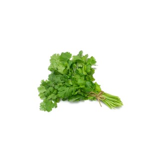 Coriandre