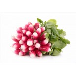 Radis Rose