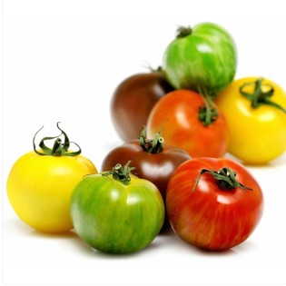 Tomate colorée