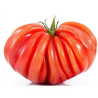 Tomate Rébellion