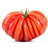 Tomate Rébellion