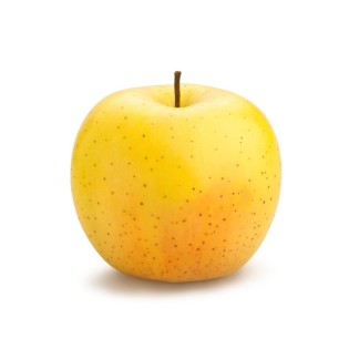Pomme Golden Rose