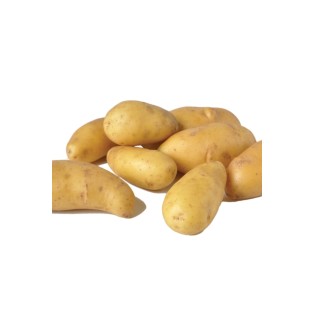 Pomme de terre Belle de Fontenay